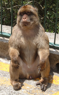 Gibraltar Monkey History